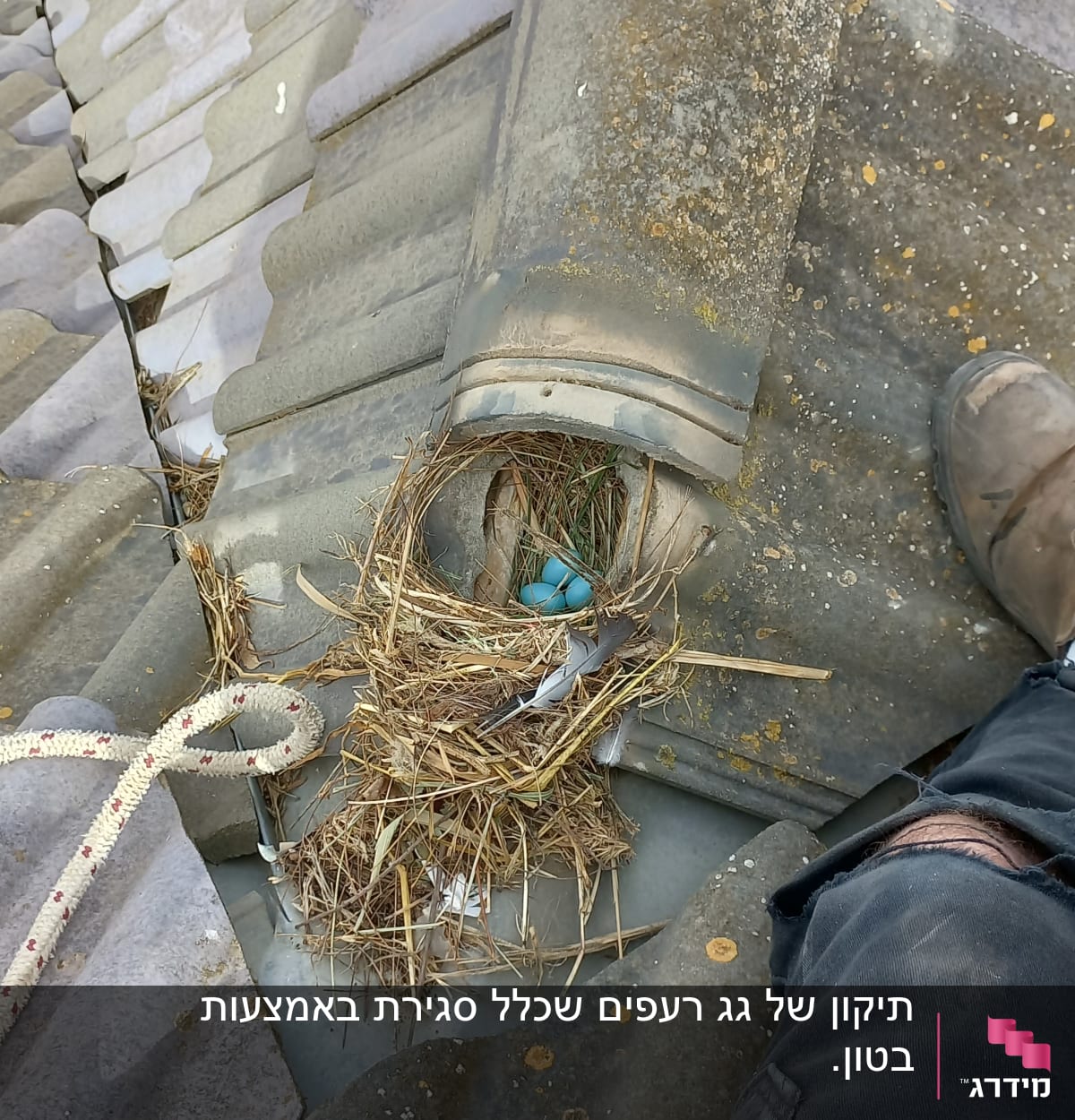 קן ציפורים עם ביצים כחולות על גג רעפים